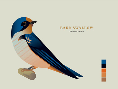 Barn Swallow, "Birds of the Smokies" birds illustration vector wildlife