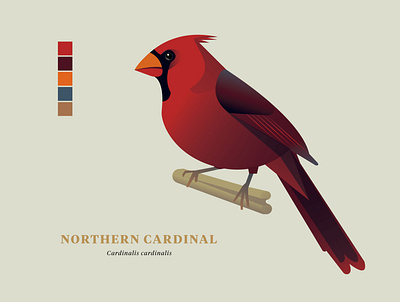 Northern Cardinal, "Birds of the Smokies" birds birds of illustration vector wildlife