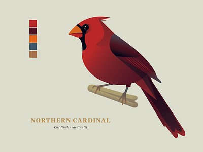 Northern Cardinal, "Birds of the Smokies"