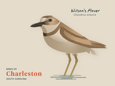 Birds of Charleston: Wilson's Plover birds illustration natural history wildlife illustration