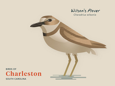 Birds of Charleston: Wilson's Plover
