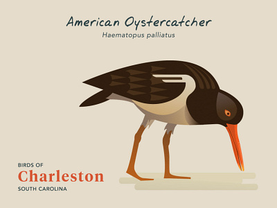 Birds of Charleston: American Oystercatcher birds birds of charleston coastal illustration natural history nature stylized