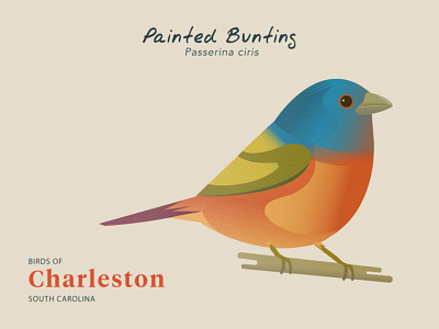 Birds of Charleston: Painted Bunting birds design illustration natural history travel poster wildlife