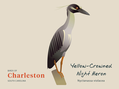 "Birds of Charleston": Yellow Crowned Night Heron bird illustration birds birds of charleston illustration ornithology vector art wildlife