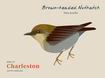 "Birds of Charleston": Brown-headed Nuthatch birds birds of charleston design illustration wildlife