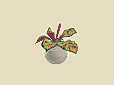 Calathea Pink Medallion digital 2d illustration painting plant illustration