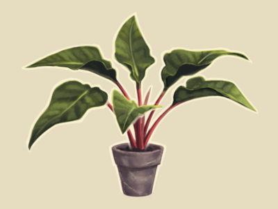 Red Philodendron