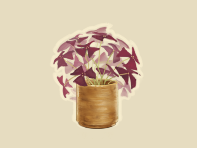 Oxalis Triangularis digital 2d illustration painting plant illustration