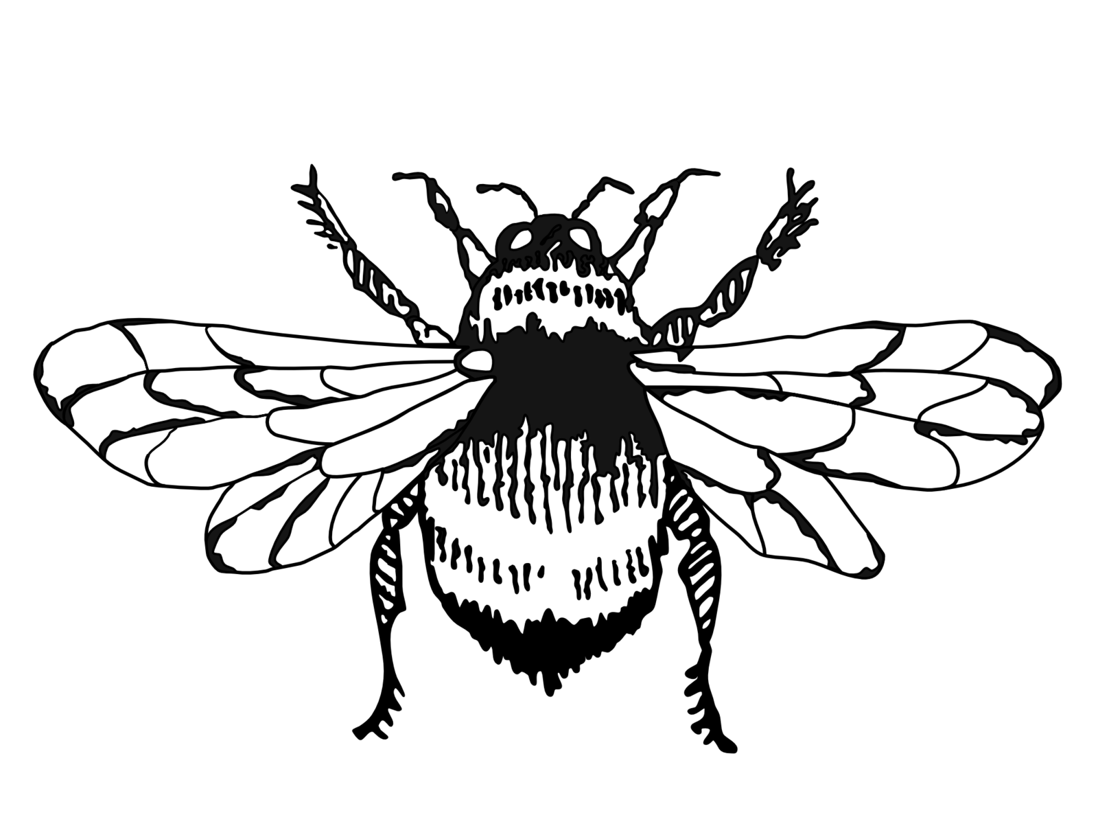 bumble-bee-graphic-art-by-suzie-elles-on-dribbble