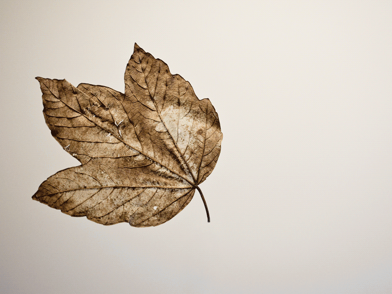 Turning Big Leaves leaves photography turning