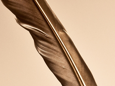 Feather Detail