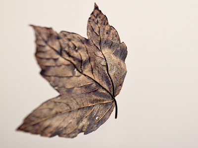 Detail leaf detail focus leaf