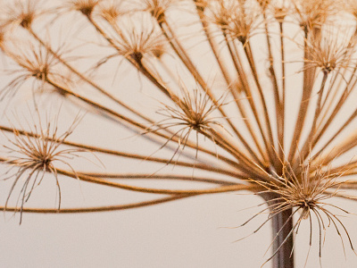 Cartwheel-Flower detail