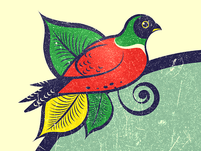 Quetzal bird illustration