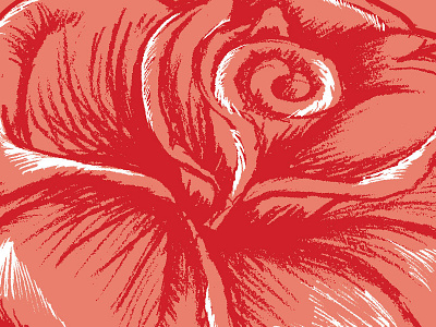 Rose illustration rose