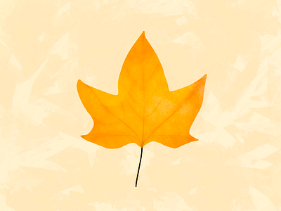 Leaf illustration leaf