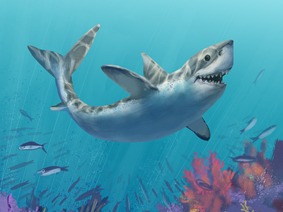 WHITE SHARK art drawing illustraion shark tanyared