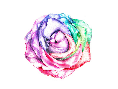 Multicolored rose. Hand drawn pencil art.