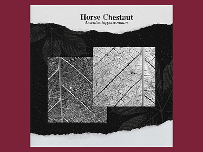 Horse Chestnut art design flat illustration illustrator logo minimal poster typography vector