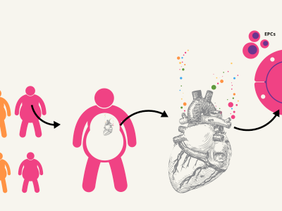 Interactive medical presentation heart interactive medical obesity presentation