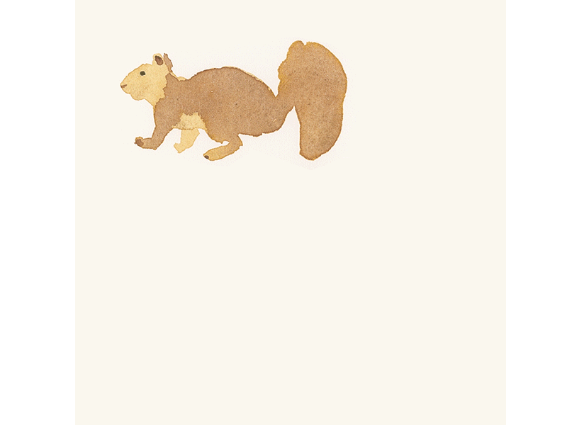 My impression of a squirrel I met animation illustration motion graphics