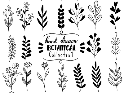hand drawn botanical