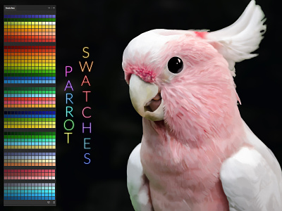 Parrot Swatches abstract artistic artwork colorful colors design digital art digital painting illustration parrot photoshop ps ps swatches swatches ui
