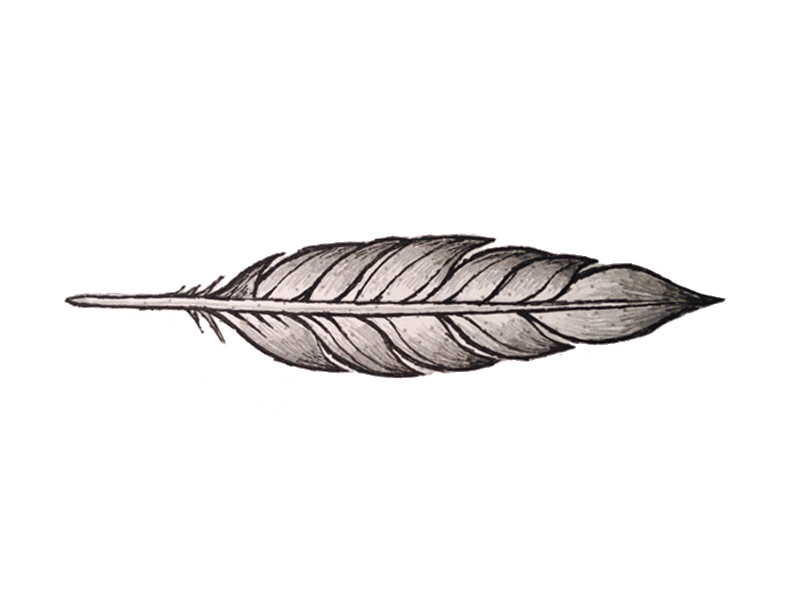 How to Draw a Realistic Feather