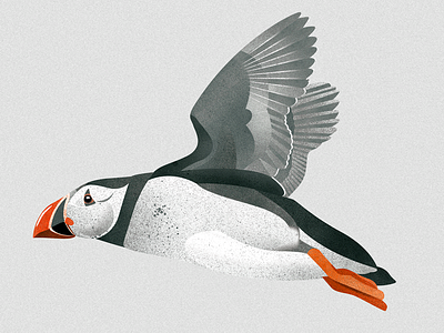 Puffin art design digital 2d illustration poster vector