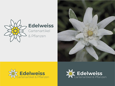 Edelweiss logo branding edelweiss flower logo illustration illustrator logo logodesign vector