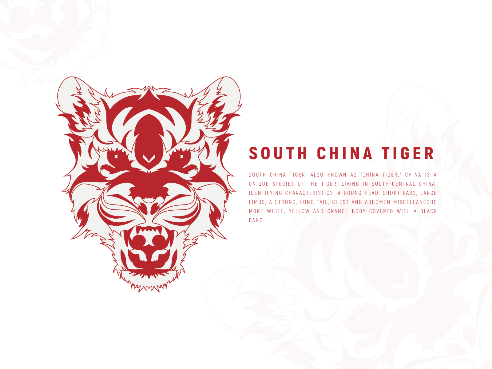 South China tiger by Li Mingwang on Dribbble