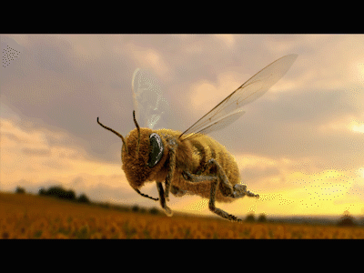 Flying Bee bugs fly honey bee honeybee insect nature