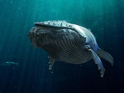 Humpback Whale by Happy Whale VFX on Dribbble