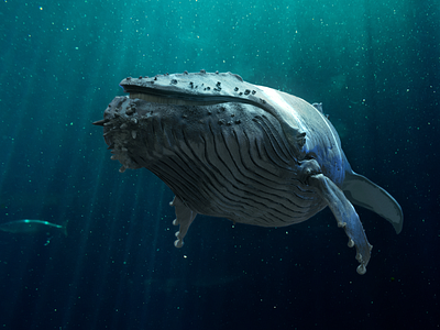 Humpback Whale 3d corona deep design humpback whale ocean swim whale