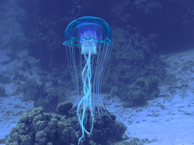JellyFish deep jellifish jelly fish jellyfish ocean water