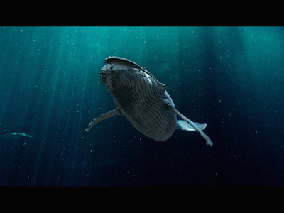 Humpback Whale deep ocean swim water whale