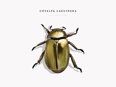 Goldsmith beetle beetle bug cotalpalaguinera design escarabajo gold illustration procreate