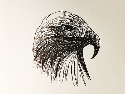 freehand pen sketch_hawk pen sketch