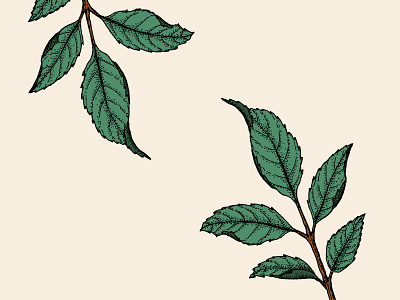 Leaves botanical illustration illustration illustrator plants