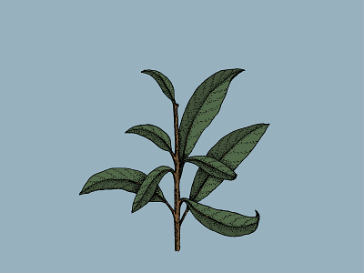 Branch botanical illustration design illustration illustrator