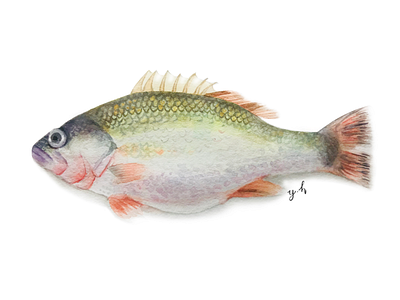 Fish watercolors fish illustration