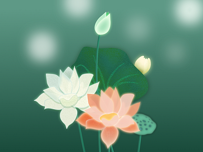 lotus flower illustration