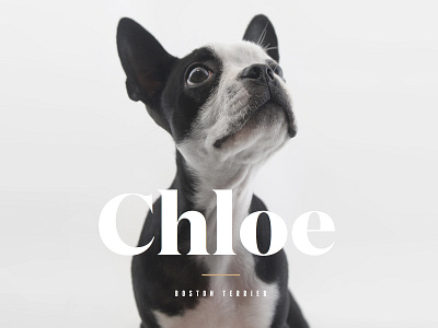 Chloe branding dog type