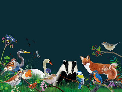 The Hampshire & Isle of Wight Wildlife Trust advertising campaign animals branding illustration nature wild wildlife