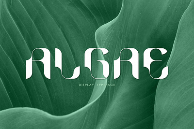 ALGAE Display Typeface algae display font font family typeface design
