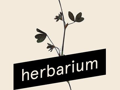 Herbarium asset font herbarium illustration minimal minimalism mockup typeface wildpicks