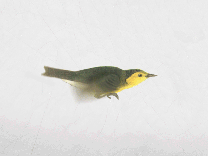 Bird birds mograph reel speakeasy