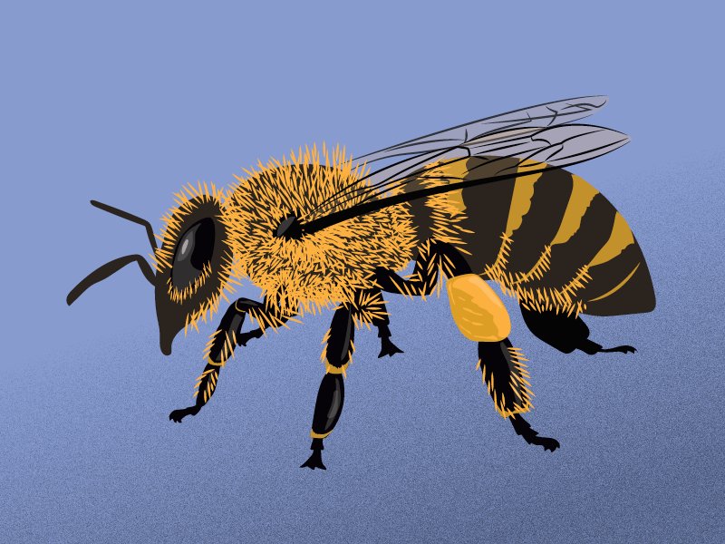 Bumble Bee bee bug bumble bee illustration insect vector