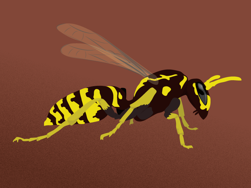 Wasp bug illustration insect vector wasp
