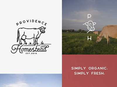 Providence Homestead - Identity cheese cow dairy eggs farm fresh homestead identity jersey logo milk milking organic produce providence ranch